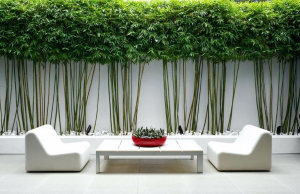 using bamboo in backyard design | WeatherStationary.com