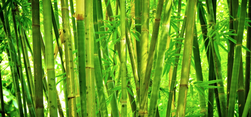 bamboo is a grass | WeatherStationary.com