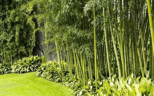 bamboo gardening