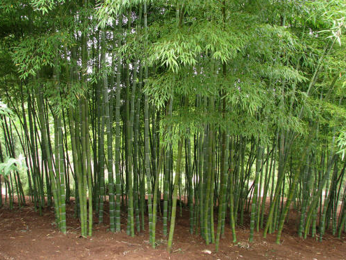 clumping bamboo for the backyard | WeatherStationary.com