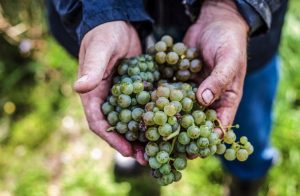 wine lovers know weather