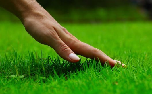 Perfect Lawn Care Tips And Tools