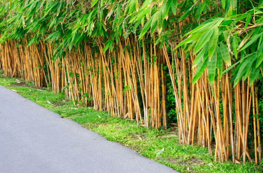 Bamboo Gardening: Tips For Easy Growing